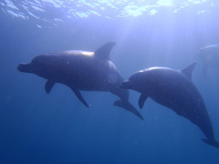 Obraz premium OLYMPUS DIGITAL CAMERA