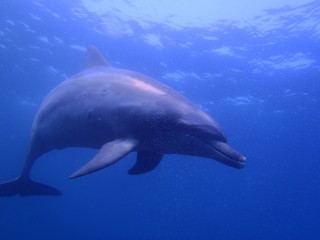 Obraz premium OLYMPUS DIGITAL CAMERA