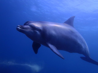 Fototapeta premium OLYMPUS DIGITAL CAMERA