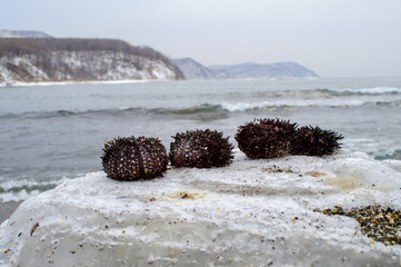sea urchins on an ice floe