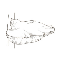 Illustration of mushroom