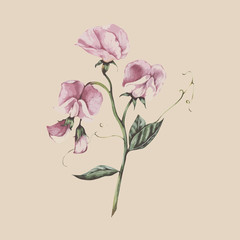 Illustration of flower isolated on background