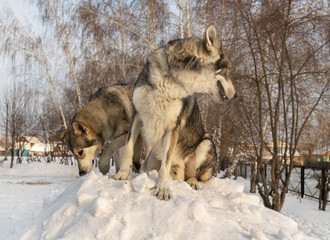 Beautiful male and female of Saarloos wolfhound in winter park