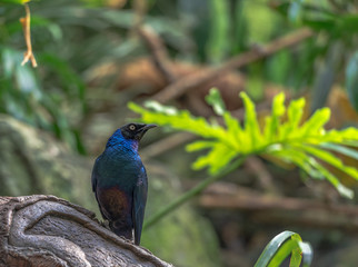 Deep Blue and Purple Plumage on a Blue Glossy Starling Perched on a Branch