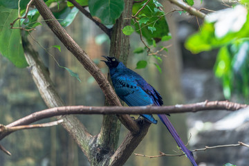 Deep Blue and Purple Plumage on a Blue Glossy Starling Perched on a Branch