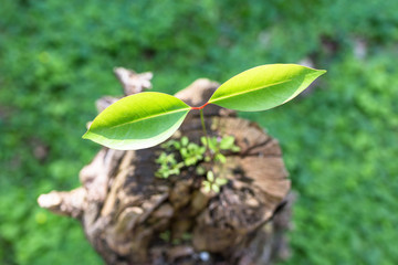 切り株に生えた新芽