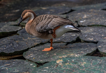 Earth Toned Plumage on a Swan Goose Standing on One Leg