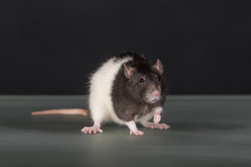 portrait of domestic rat closeup