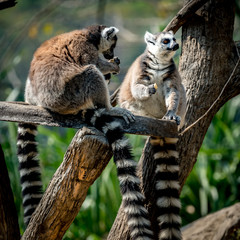 Lemur sitting on branch
