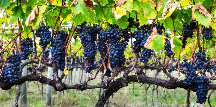 Parreiral com uvas.