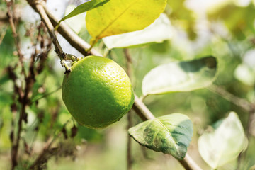 Lemon on tree with daylight.