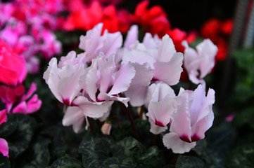 Beautiful orchids in greenhouses