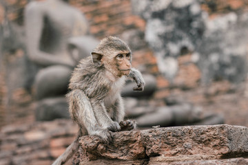 Monkey with a fond look.