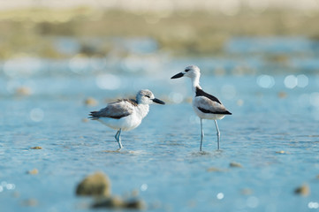Crab plover pair of bird.Pair of sea bird standing in andaman sea while the tide is hide with water bokeh background, rare migratory plover.