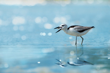 Crab plover eating lunch.Plover enjoying crab floating in between beaks at Laem Krangyai andaman sea Thailand ,rare migratory crab plover with water reflection and bokeh blurred background
