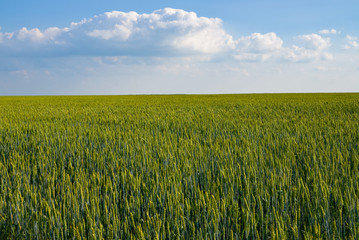 Rural landscape with a field of grain. ripening wheat against the blue sky with clouds