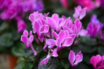 Obraz premium Beautiful orchids in greenhouses