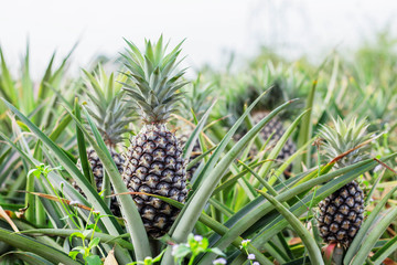 Obraz premium Pineapple growing on farmland.