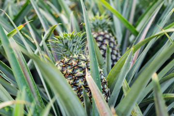 Fototapeta premium Pineapple growing in farmland.