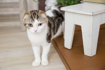部屋で遊ぶ猫
