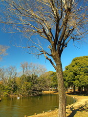 枯れ木と池のある公園風景