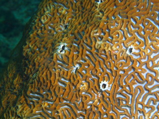Stone coral
