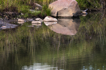 Abstract  Patterns Reflections on Wild Animal Watering Hole