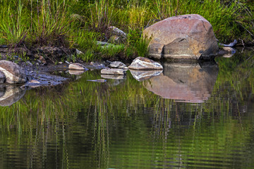 Abstract  Patterns Reflections on Wild Animal Watering Hole