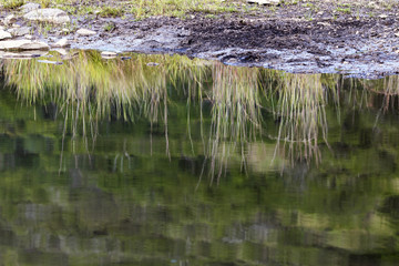 Fototapeta na wymiar Abstract Patterns Reflections on Wild Animal Watering Hole
