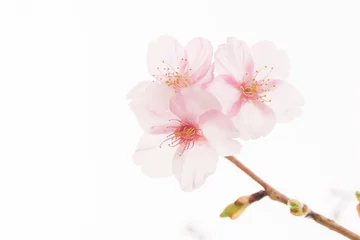 Fotobehang 白背景の柔らかな雰囲気の桜の花 © photopic