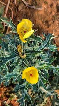 Argemone mexicana or mexican poppy
