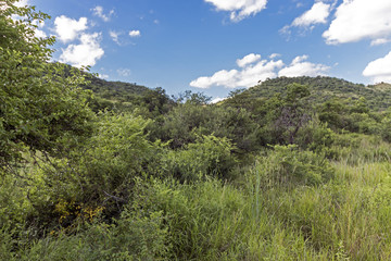 Fototapeta na wymiar Green Bush and Grassland with Blue Cloudy Skyline Landscape