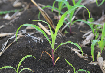 Growing Young Green Corn Seedling Sprouts in Cultivated Agricultural Farm Field.
