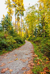 path in a forest with fallen leaves, going up, between tall trees