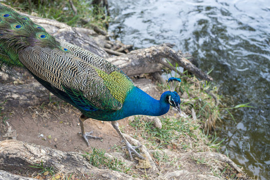 Fototapeta beautiful male peacock with feathers