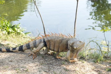 Wild giant iguana in zoo,