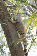 Wild giant iguana in zoo,