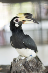 Hornbill in the zoo. Thailand