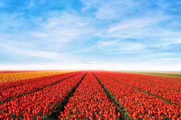 Photo sur Plexiglas Tulipe tulip field with sky