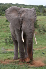 Fototapeta na wymiar African Elephant Scraping Grass Together to Eat