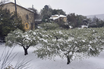 snowy olive trees