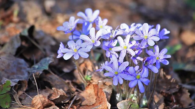 Hepatica nobilis flowers