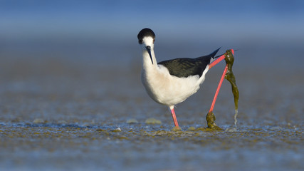 Black Winged Stilt (Himantopus himantopus)