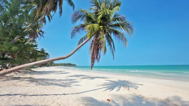 tropical beach and palm tree