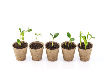 Young plants in a peat pot isolated on white background