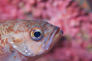 Obraz na płótnie Canvas sea fish underwater macro photo