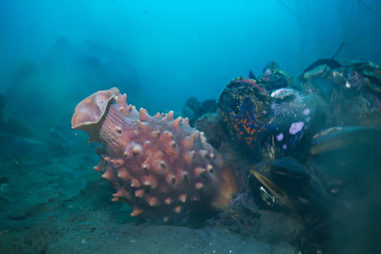 ascidia purple underwater photo coral reef
