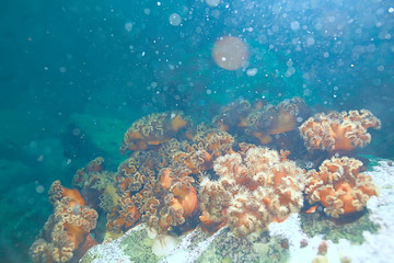 colony of sea anemones under water corals