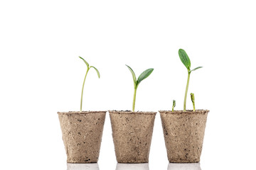 Young plants in a peat pot isolated on white background