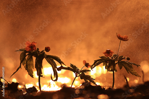 Sunset Wild Flowers Nature Macro Stock Photo And Royalty